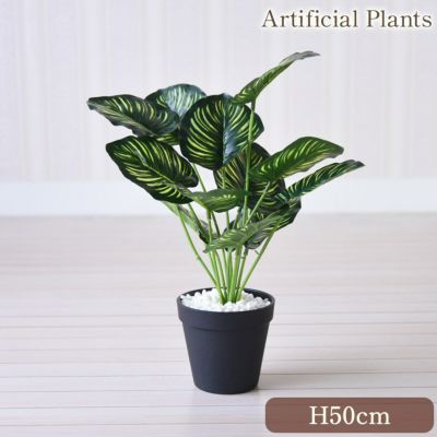癒しのフェイクグリーン カラテア 高さ36cm